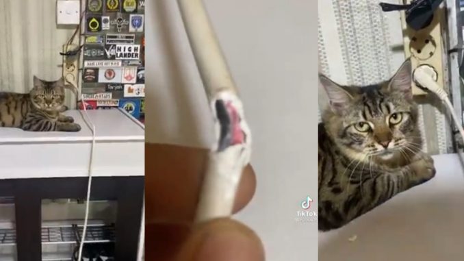 Dah besar tapi perangai tetap sama, Samsul bikin geram lagi_608d5a66d329c.jpeg
