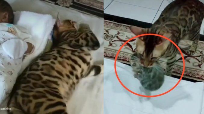 Beria jaga anak tuan, bila dah beranak ibu kucing bawa duduk sekali cuit hati netizen_60f972caa8aeb.jpeg