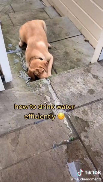 minum air