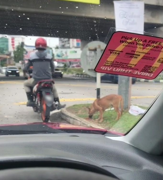 rider beri anjing makan 4