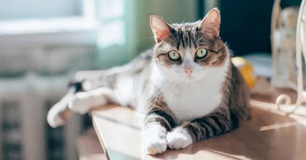Kucing peliharaan disahkan positif COVID-19, selepas berjangkit dari pemiliknya_5e7eed3a8a70d.jpeg