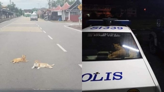 Dua ekor Oyen selamba lepak tengah jalan, “Mmg patut kena tangkap…”_600eaf0b0b03e.jpeg