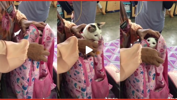 “Kalau Belajar Bab Jenazah Apa Yg Dia Akan Bawak?” -Gelagat Murid ‘Seludup’ Kucing Ke Sekolah Raih Perhatian Netizen_608111607a1f5.jpeg