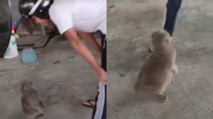 Huru hara gara2 kucing ajak gaduh, ramai terhibur tengok!_6090b2767c39c.jpeg