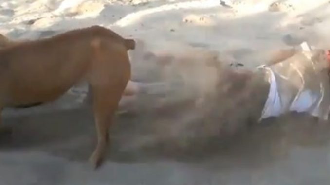 Kanak-kanak kacau anjing sedang baring kena timbus, “Cuba bersabar…”_608f9a01a9a6e.jpeg