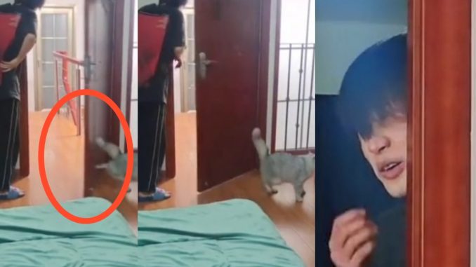 Kucing selamba tendang pintu terus terkena kepala tuan cuit hati ramai_60928f09e11dd.jpeg