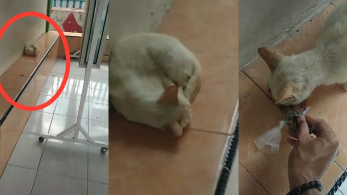 Kucing tidur dalam keadaan lapar undang sebak ramai_60922bc02d045.jpeg