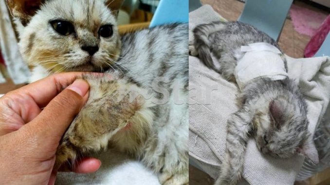 Berhabis ribuan ringgit, malangnya dapat anak bulus baka BSH sakit… suami isteri geram sikap lepas tangan breeder – “Dah sayang, lagi pun bukan beli barang elektrik” – Viral | mStar_6102179e64440.jpeg