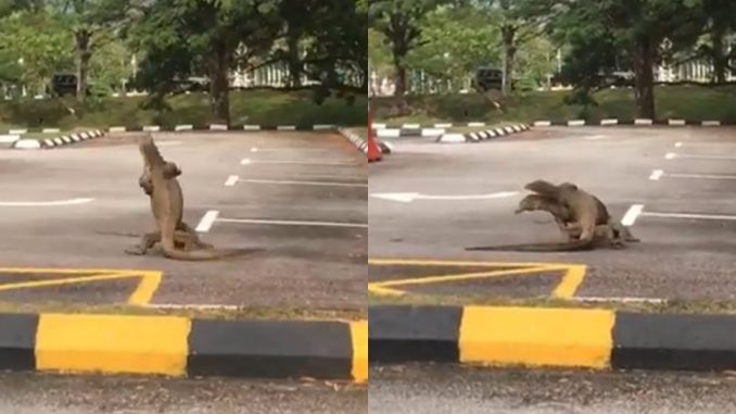Biawak komodo berpelukkan di tempat letak kereta, “Lepas PKP habis…”_60ffa93c66fb1.jpeg