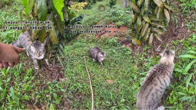 Gelagat Wanita Cuba Hentikan Pergaduhan Kucing Bikin Berdekah_60fa3605861a2.jpeg