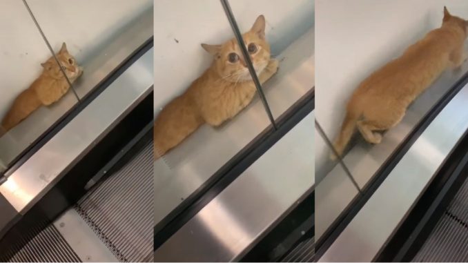 Ingatkan Tersangkut Tepi Eskalator, Rupanya Kena Prank Dengan Oyen_60f90e3ed890a.jpeg