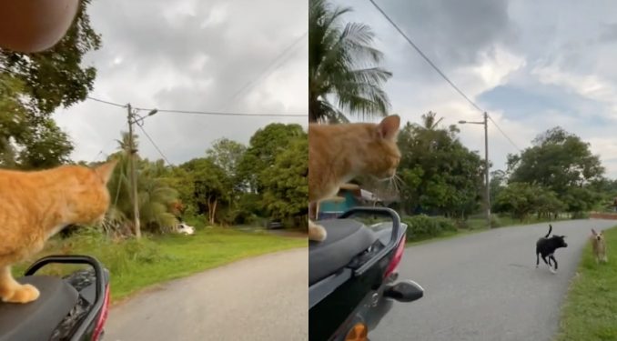 Kena Kejar Anjing Masa Bawa Kucing Bersiar Naik Motor, “Oyen Tak Gentar”_60e8014d7140d.jpeg