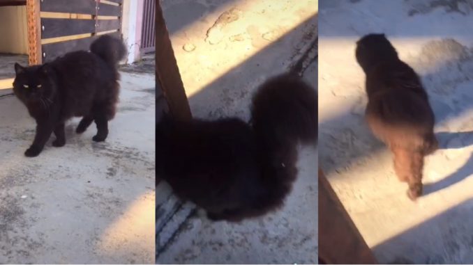 Kucing Terhantuk Pada Pagar Gara-Gara Leka Dirakam, “Weh Dia Malu…”_60efba53b4d86.jpeg