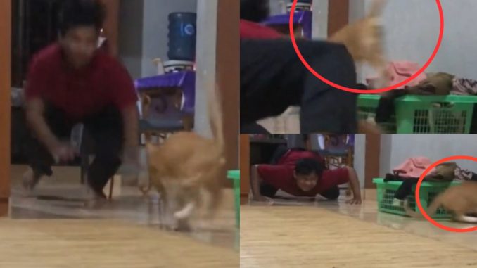Netizen rasa rahsia cara bermain kucing dirumah ‘terbongkar’ lepas lelaki ini kongsi video_61053560770f2.jpeg