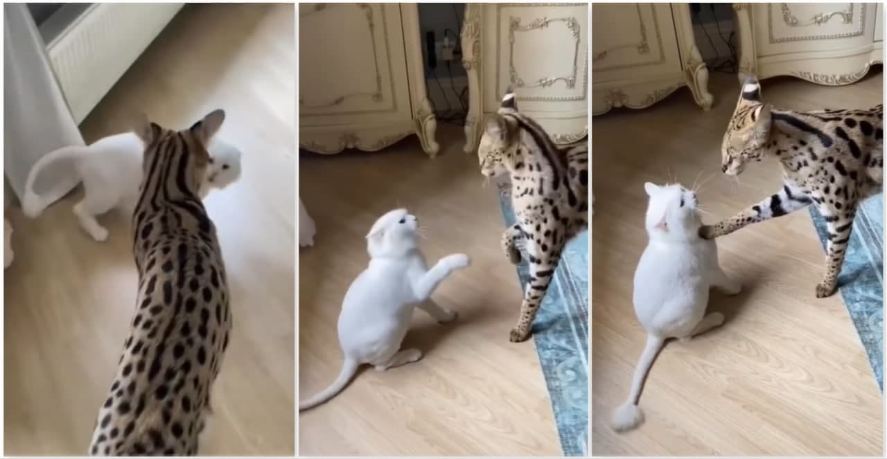 VIDEO] Kucing Hutan Tenangkan Kucing Peliharaan Yang Sedang Mar4h 