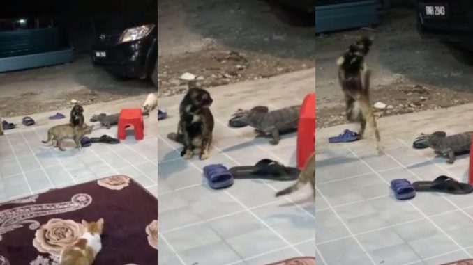 Reaksi Kucing Bila Sedar Ada Biawak Di Sebelah Bikin Berdekah!_60ee405e628a6.jpeg