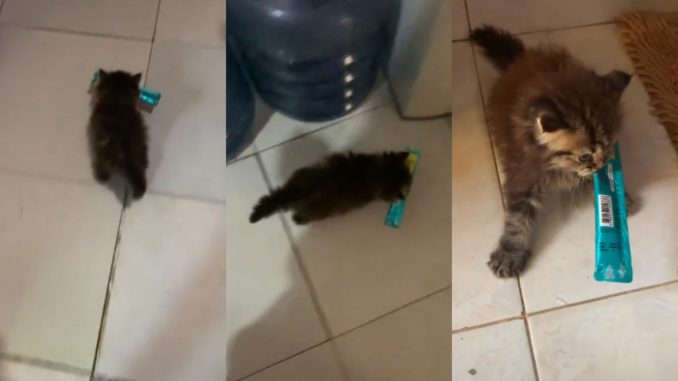 Anak Kucing Curi Bawa Lari Makanan, “Comelnya Kecik Tapi Ganas…”_6114a128afec6.jpeg