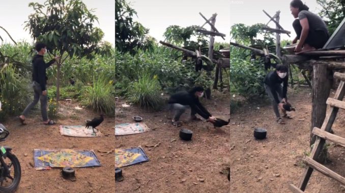 Cubaan Lelaki Ini Menangkap Ayam Bikin Berdekah, “Ayam Kena Scam…”_611b6e920b47a.jpeg