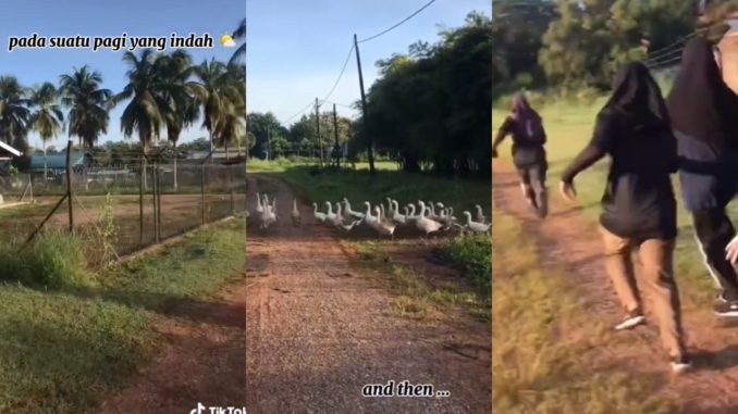 Gadis Dikejar Sekumpulan Angsa, Rupanya Ada Plot Twist Lain_6113b9a7e54ac.jpeg