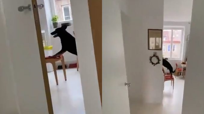 Hanya ditinggal sementara, anjing tolak kerusi untuk curi makanan undang lucu_611f2ea00835f.jpeg