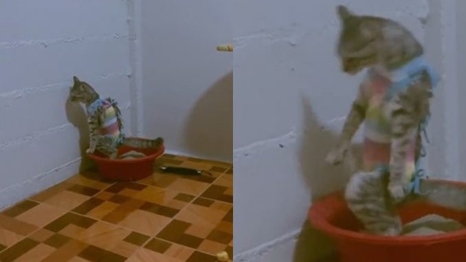 Kucing masuk bekas pasir sampai terlentang, baju terlalu ketat undang kritikan_611480c16caeb.jpeg