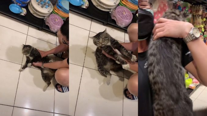 Kucing Mengamuk Tak Nak Balik Lepas Masuk Petshop, “Suka La Tu…”_61123d08c9ebb.jpeg