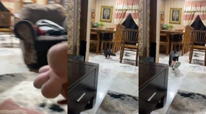 Si Comel Main Tangkap Mainan Macam Anjing, “Lain Macam Kucing Ko”_61075185e46c9.jpeg