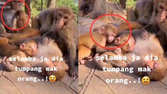 Tinggal sekejap tapi anak monyet selamba terus peluk mak lain, “Jeles la tu…”_61163105a9267.jpeg
