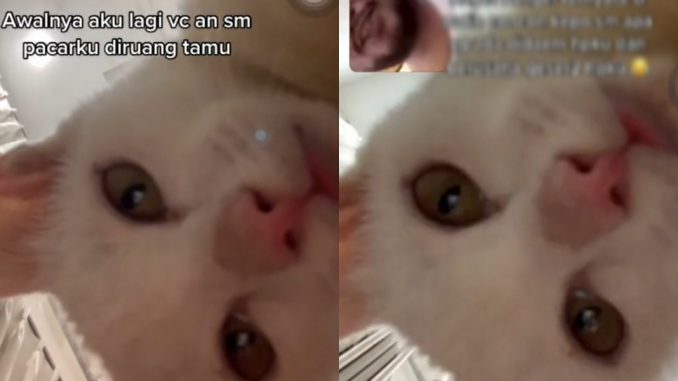 VC dengan kekasih, kucing tilik telefon didakwa ‘perampas’ cuit hati ramai_6115df222378e.jpeg
