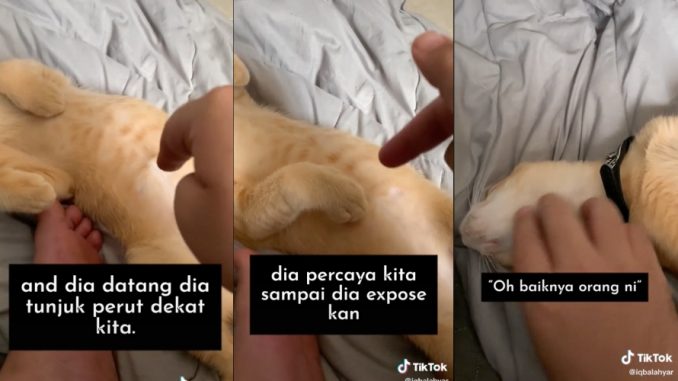 (Video) Kalau Kucing Tunjuk Perut Bukan Minta Digosok, Rupanya Ini Maksud Si Kucing_610f51e70daeb.jpeg