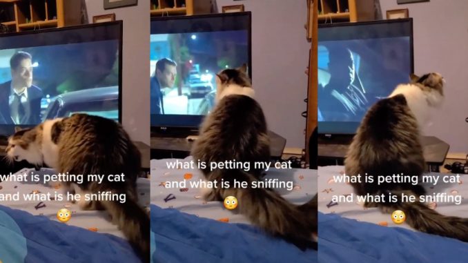 (Video) Macam Sedang Dibelai ‘Sesuatu’, Rakaman Kucing ‘Meracau’ Seakan ‘Terganggu’ Undang Seram_6124680d88c6a.jpeg