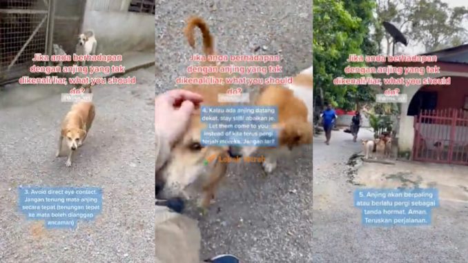Ikut 5 Langkah Ini Untuk Kawal Situasi Jika Berhadapan Dengan Anjing_613453f6e72a4.jpeg