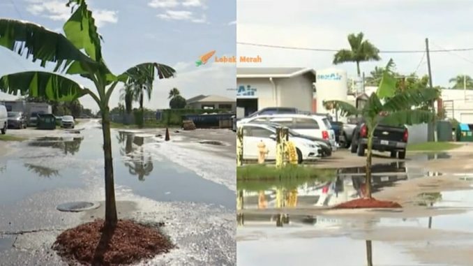 Lelaki Ini Tanam Pokok Pisang Di Tengah Jalan Gara-gara Geram Jalan Berlubang_613c716420b71.jpeg