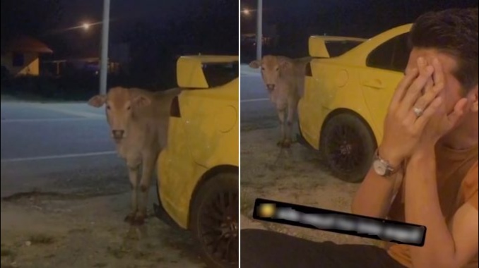 “Macam Bini Tenung Laki” Gelagat Lembu Merayau Datang Cari Tuan Tengah Lepak_6139b29520d93.jpeg