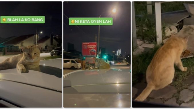 Oyen Tak Nak Turun Dari Bumbung Kereta, Siap Pandai Menjawab Bikin Terhibur_622072facd8f5.jpeg