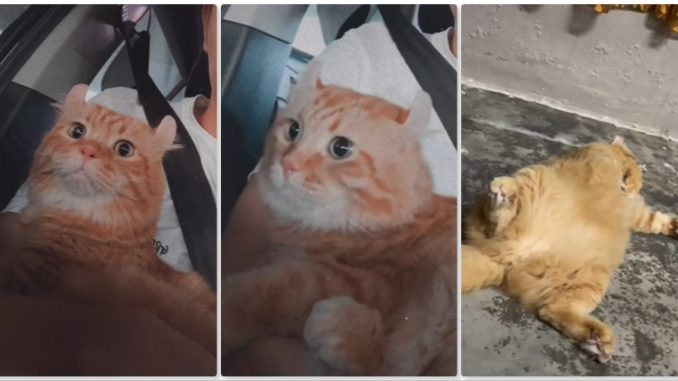 “Smpai Umah Terbungkang Terusss..”, Oyen Keletihan Ikut Tuan Naik Kereta_6225ecc1c3a86.jpeg