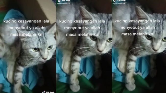 Teman kucing beranak, tak sangka si bulus ikut tuan sebut nama Allah… Ramai mengalir air mata tengok Lala – Viral | mStar_62f8697774c77.jpeg