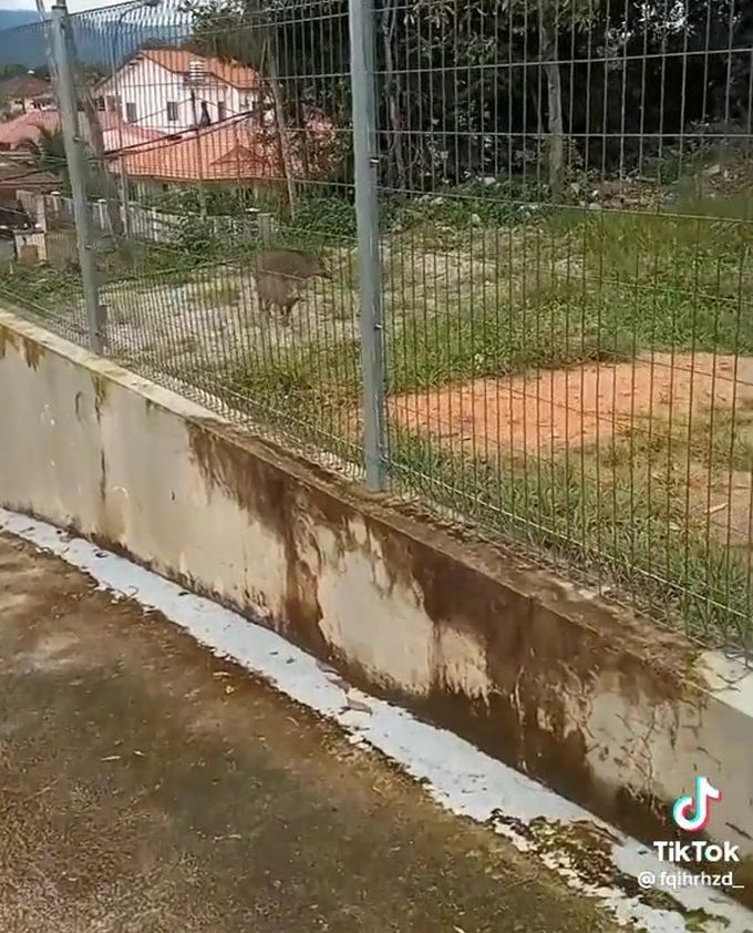 Sekumpulan babi yang dilihat di luar pagar rumah.