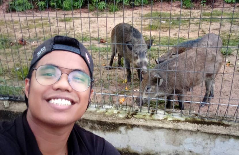 bagi babi makan 1